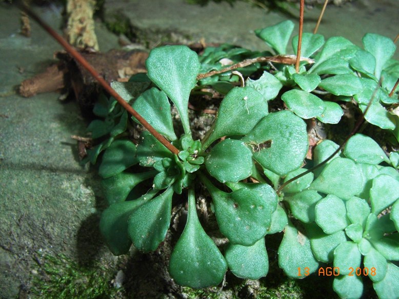 Saxifraga cuneifolia